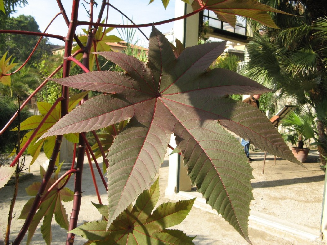 orto botanico (padova)